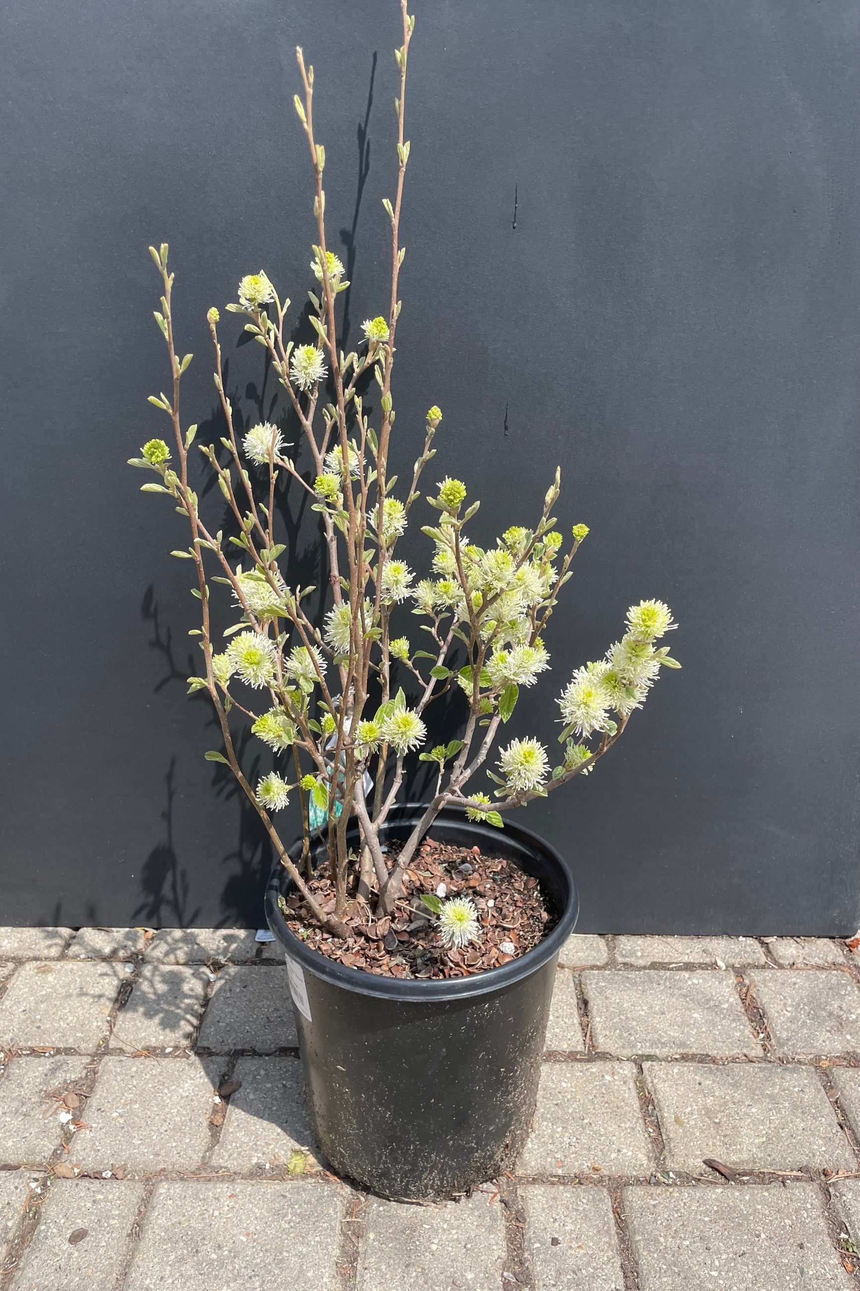 The spikes white bloom of the Fothergilla 'Mount Airy' in a #3 growers pot at the beginning of May in Chicago at Sprout Home against a black background. ©Sprout Home