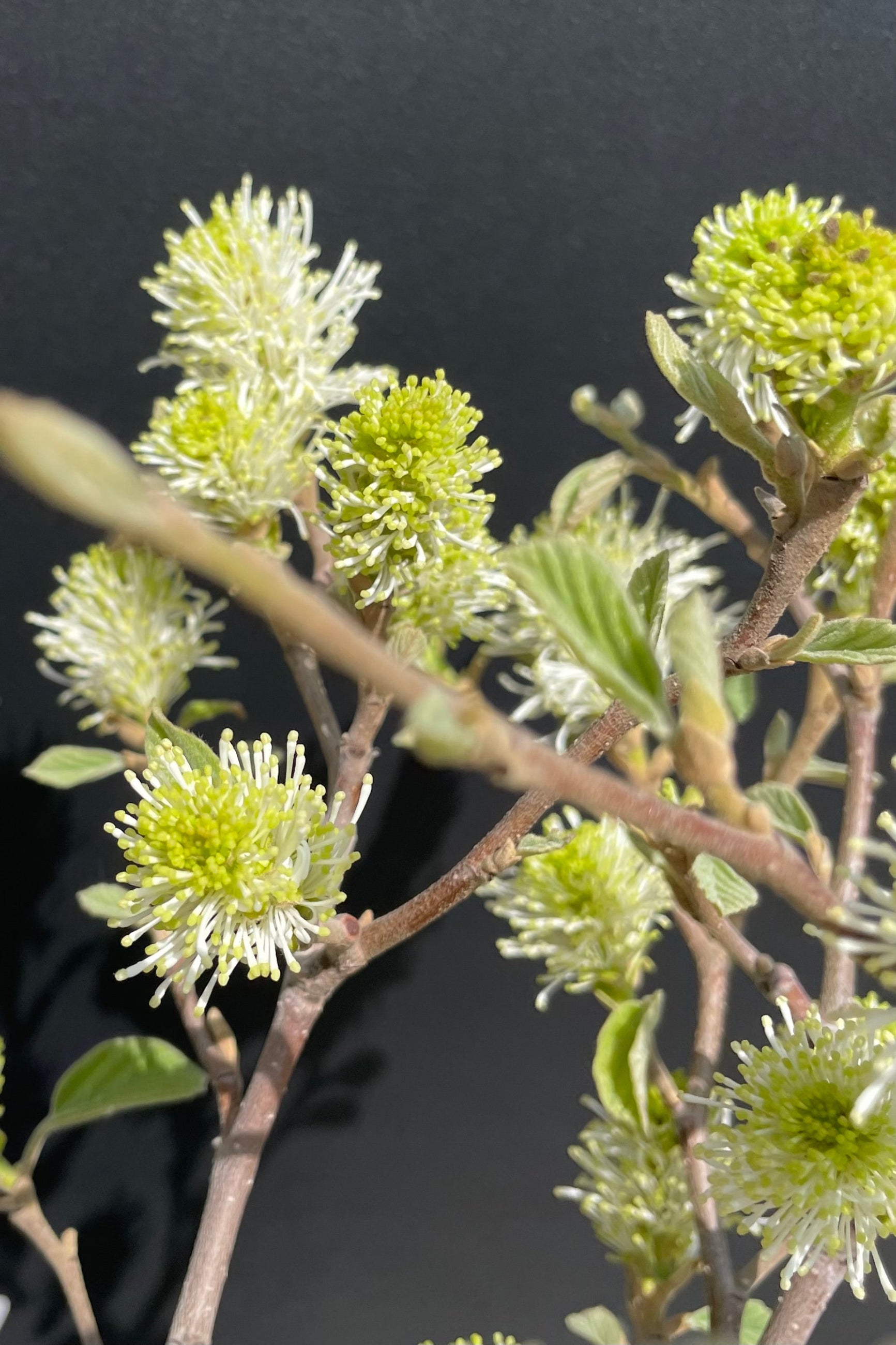 The spikes white bloom of the Fothergilla 'Mount Airy' in the beginning of May in Chicago at Sprout Home against a black background. ©Sprout Home