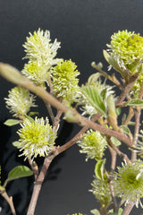 The spikes white bloom of the Fothergilla 'Mount Airy' in the beginning of May in Chicago at Sprout Home against a black background.