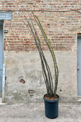 The Fouquieria splendens "Ocotillo" sits against a brick backdrop in all its glory.