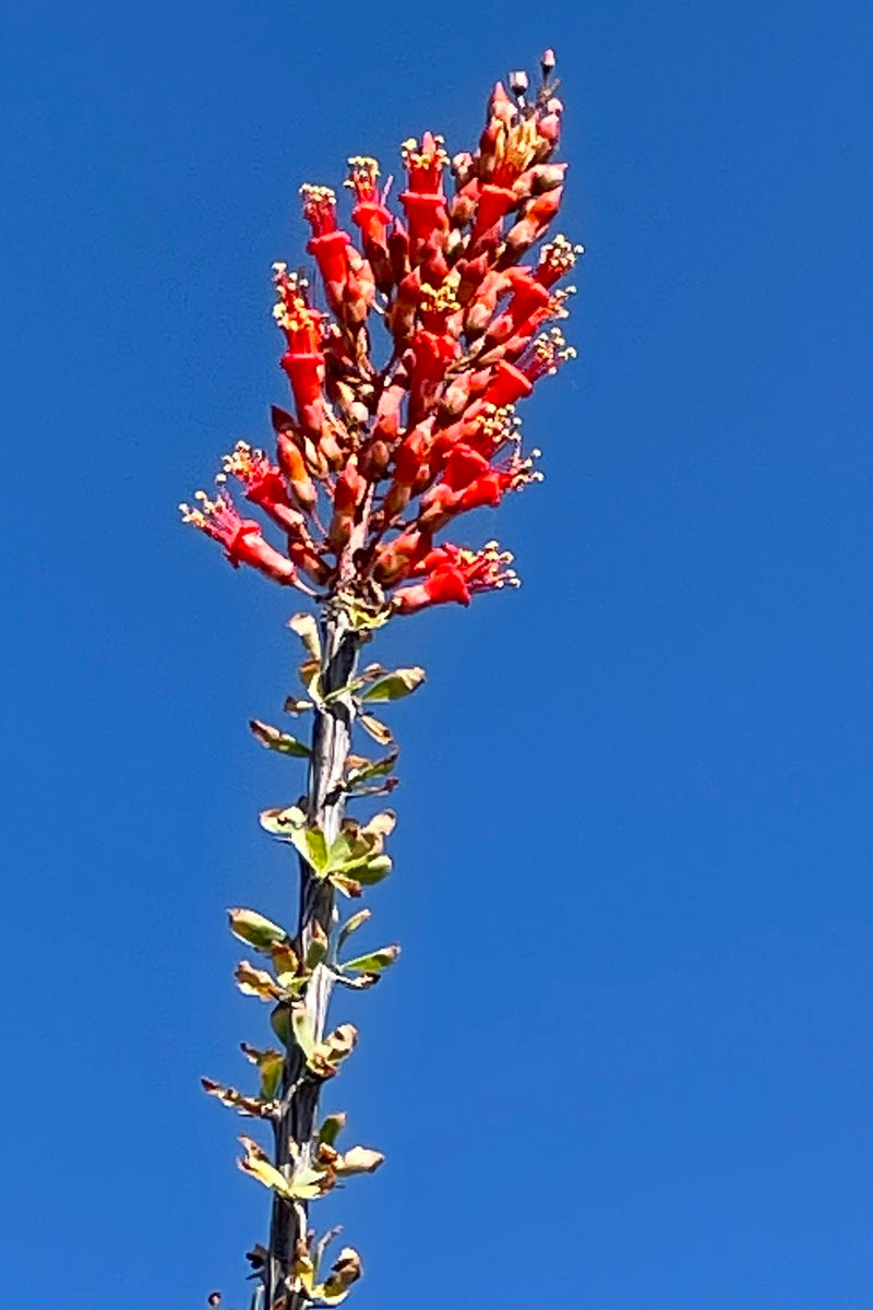 The bright red orange flower spike of the Fouquieria splendens 'Ocotillo' in bloom at Sprout Home mid June with the sky in the background.