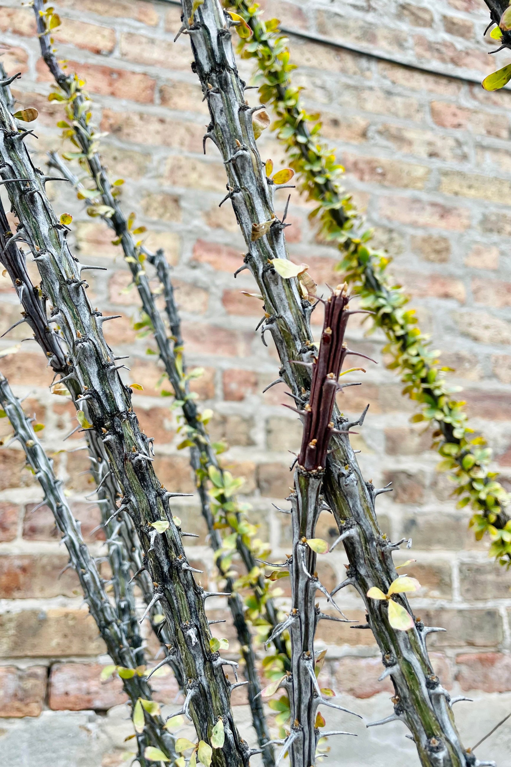 A detailed look at the Fouquieria splendens "Ocotillo"'s branches and foliage ©Sprout Home