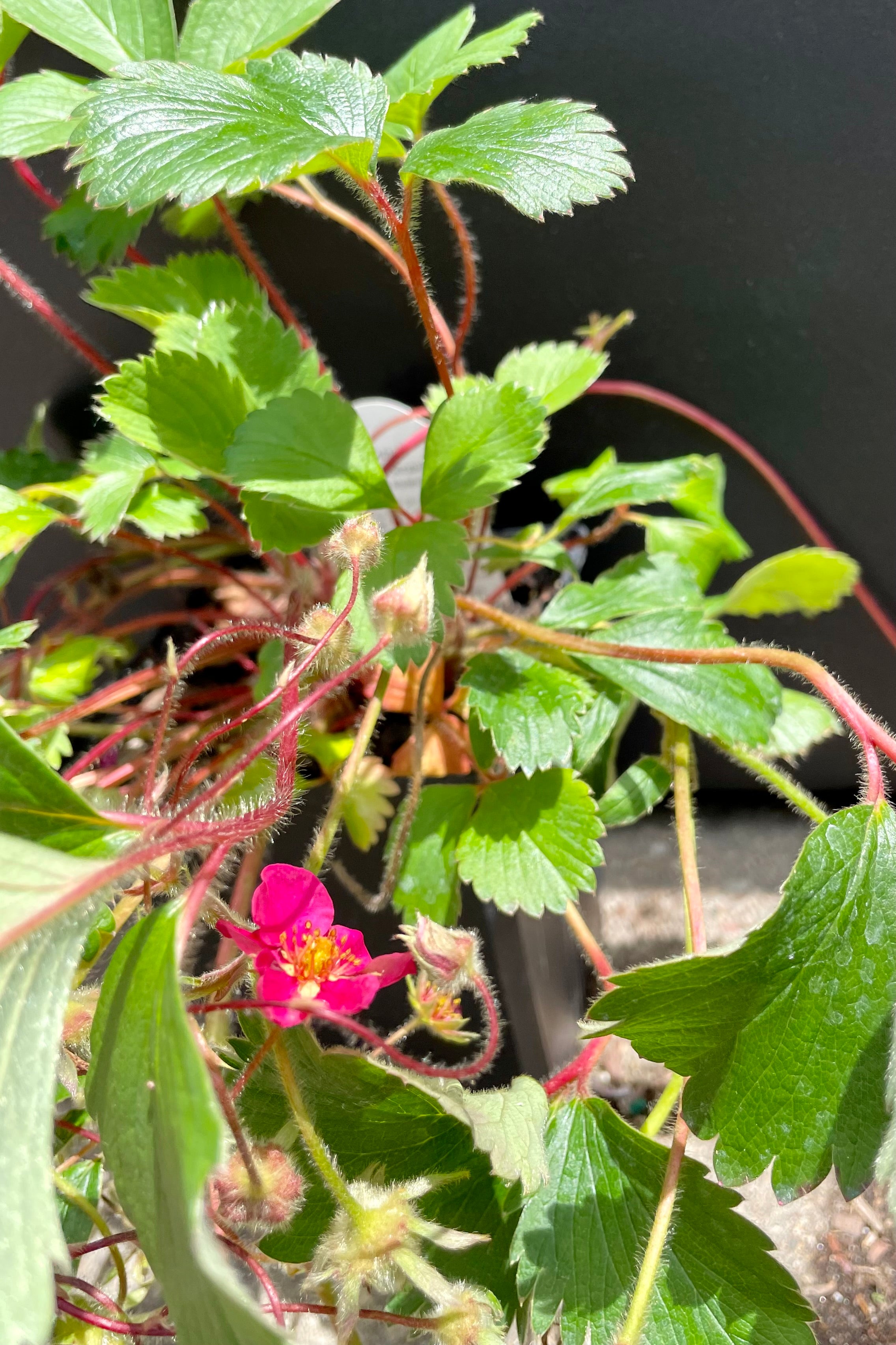 A detail photo of Fragaria 'Lipstick', ornamental strawberry plant in bloom showing the fuchsia flower towards the end of May at Sprout Home