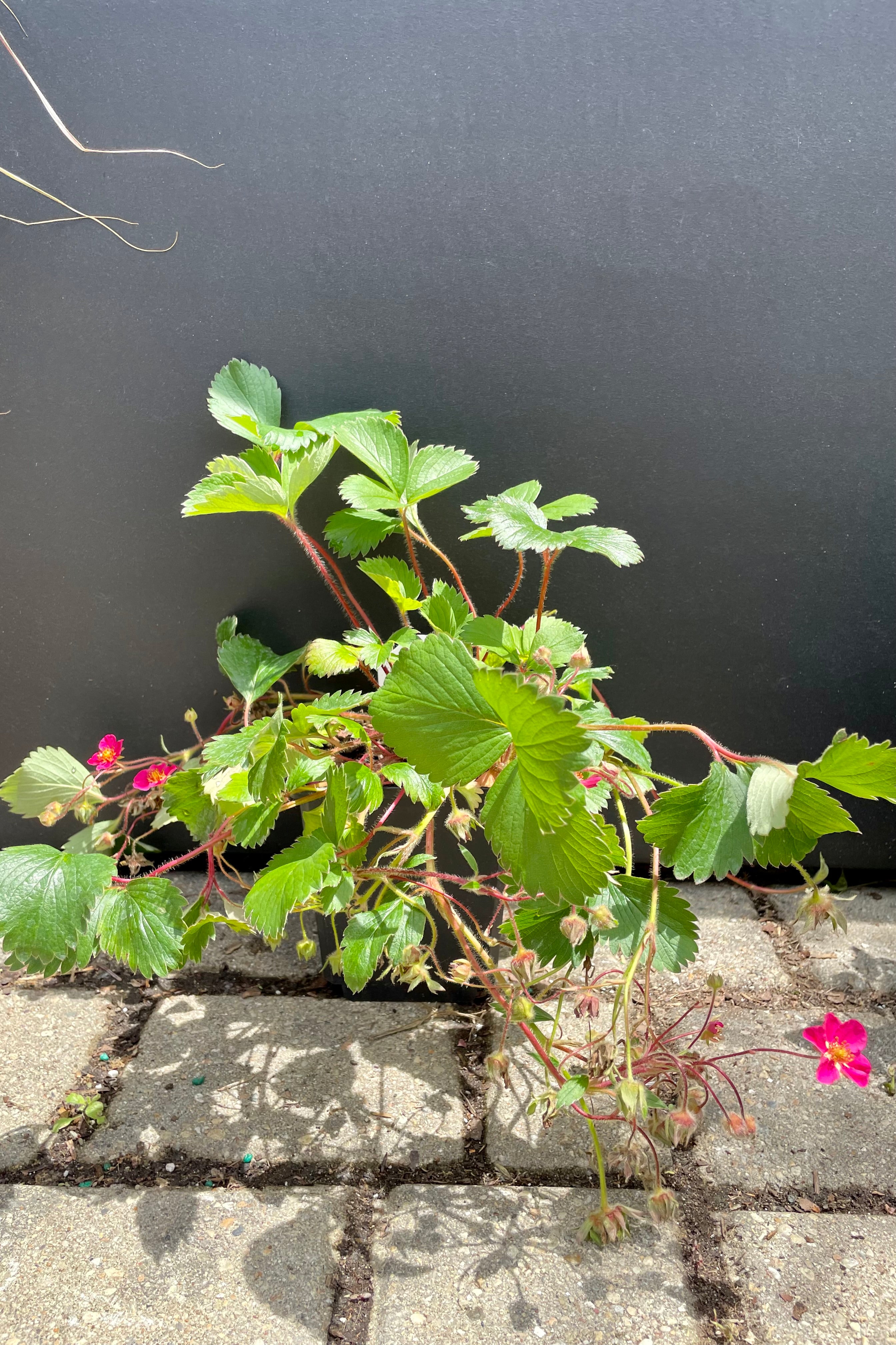 4" container size of the Fragaria 'Lipstick', ornamental strawberry plant in bloom with fuchsia flowers against a gray wall the end of May at Sprout Home. 