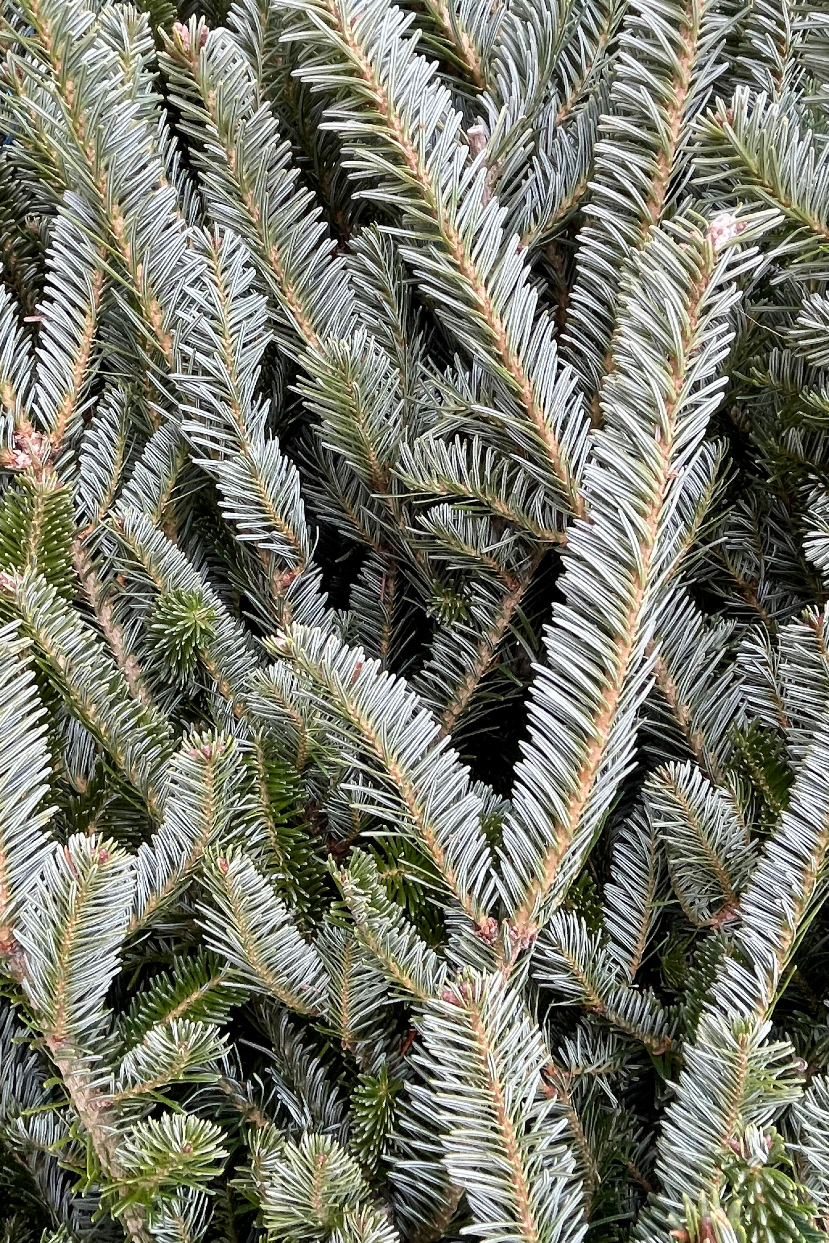 detail picture of Fraser needles showing the two tone blue green. 