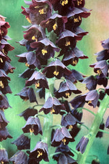 Picture of the front label of the Fritillary persica bulb package showing it in bloom. 