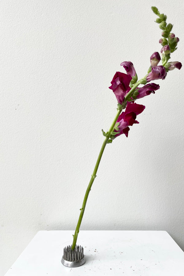 A snapdragon is situated on the Round Frog - Small against a white backdrop.