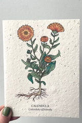 A hand holds Calendula seeded paper card against white backdrop