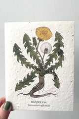 A hand holds the Dandelion seeded paper card with a frontal view