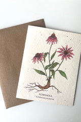 An overhead view of Echinacea seeded paper card with brown Kraft envelope