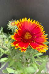 The red flower with yellow margins of the Gaillardia 'Goblin' in full bloom the end of May against a black background at Sprout Home. 