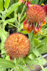 spent flowers of the 'Goblin' Gaillardia end of July showing the cool textured flower centers.