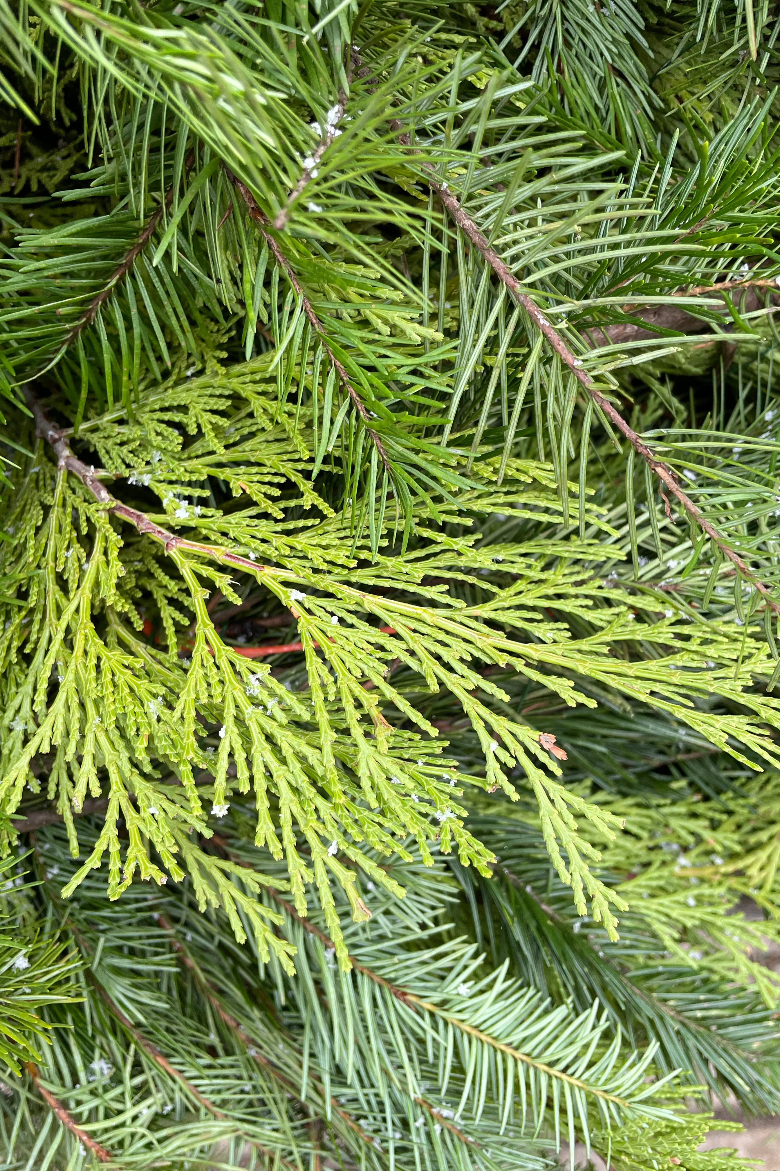 Detail picture of mixed cedar and Douglas fir evergreen branches. 