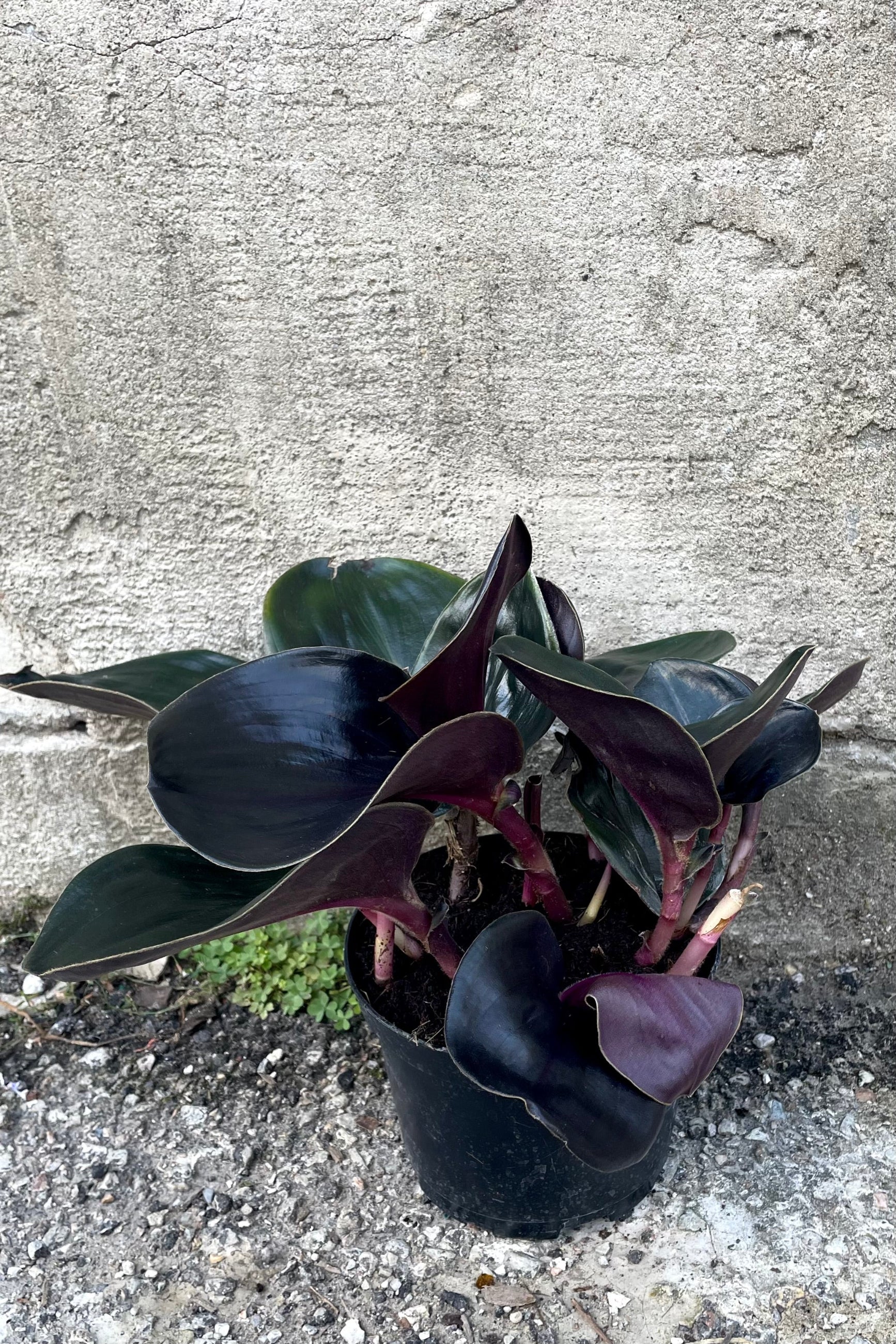 A frontal view of the 6" Geogenanthus ciliatus in a grower pot against a concrete backdrop ©Sprout Home