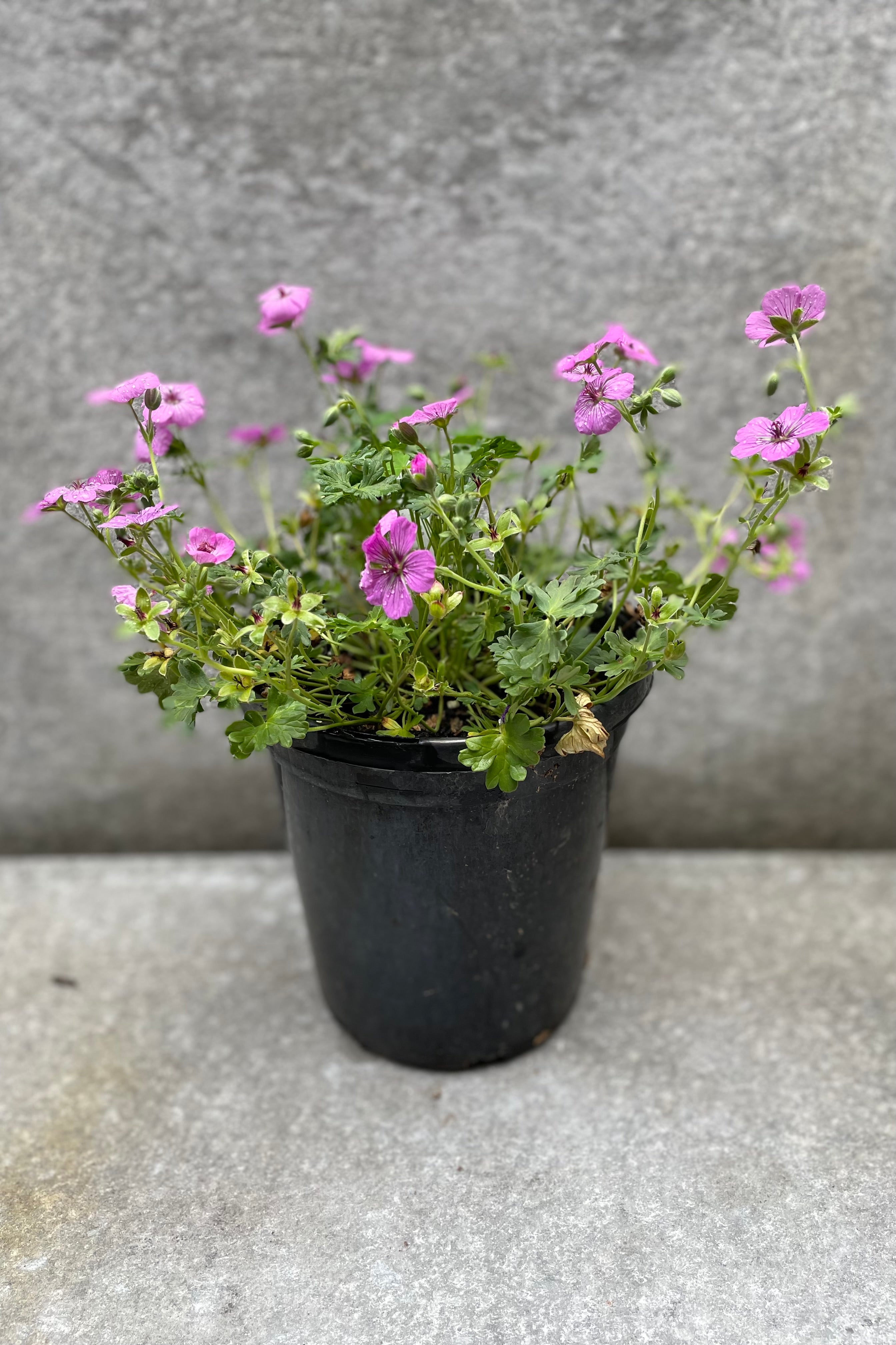 The perennial Geranium 'Sateene' in bloom mid June.