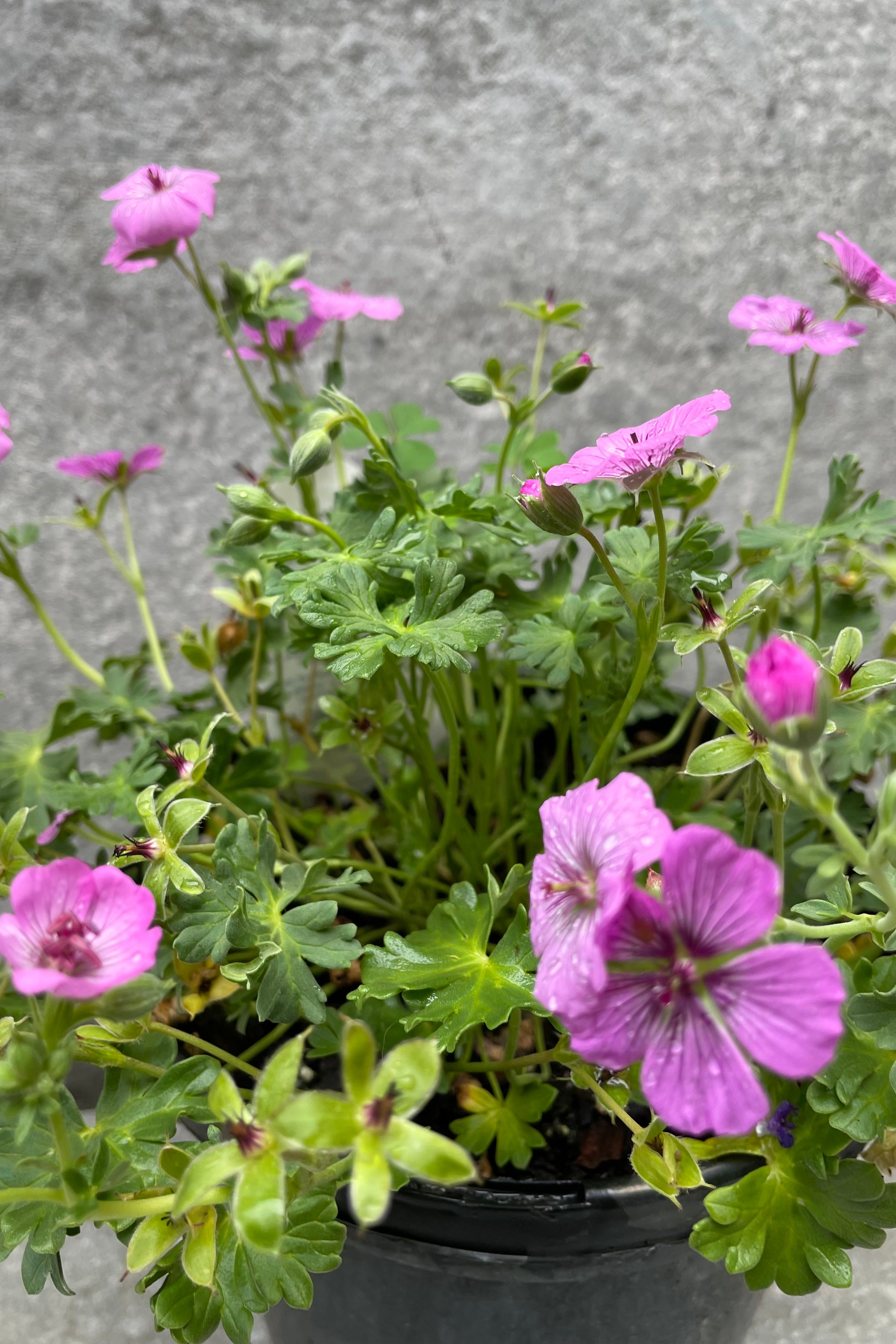 Close up shot of the Geranium 'Sateene' in bloom mid June