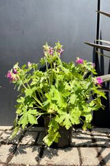 The Geranium 'Bevan's Variety' in a #1 growers pot in bloom the middle of May in the Sprout Home yard. 