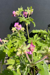 The Geranium 'Bevan's Variety' in bloom mid May showing a close up of the pink flowers and bright green leaves. 