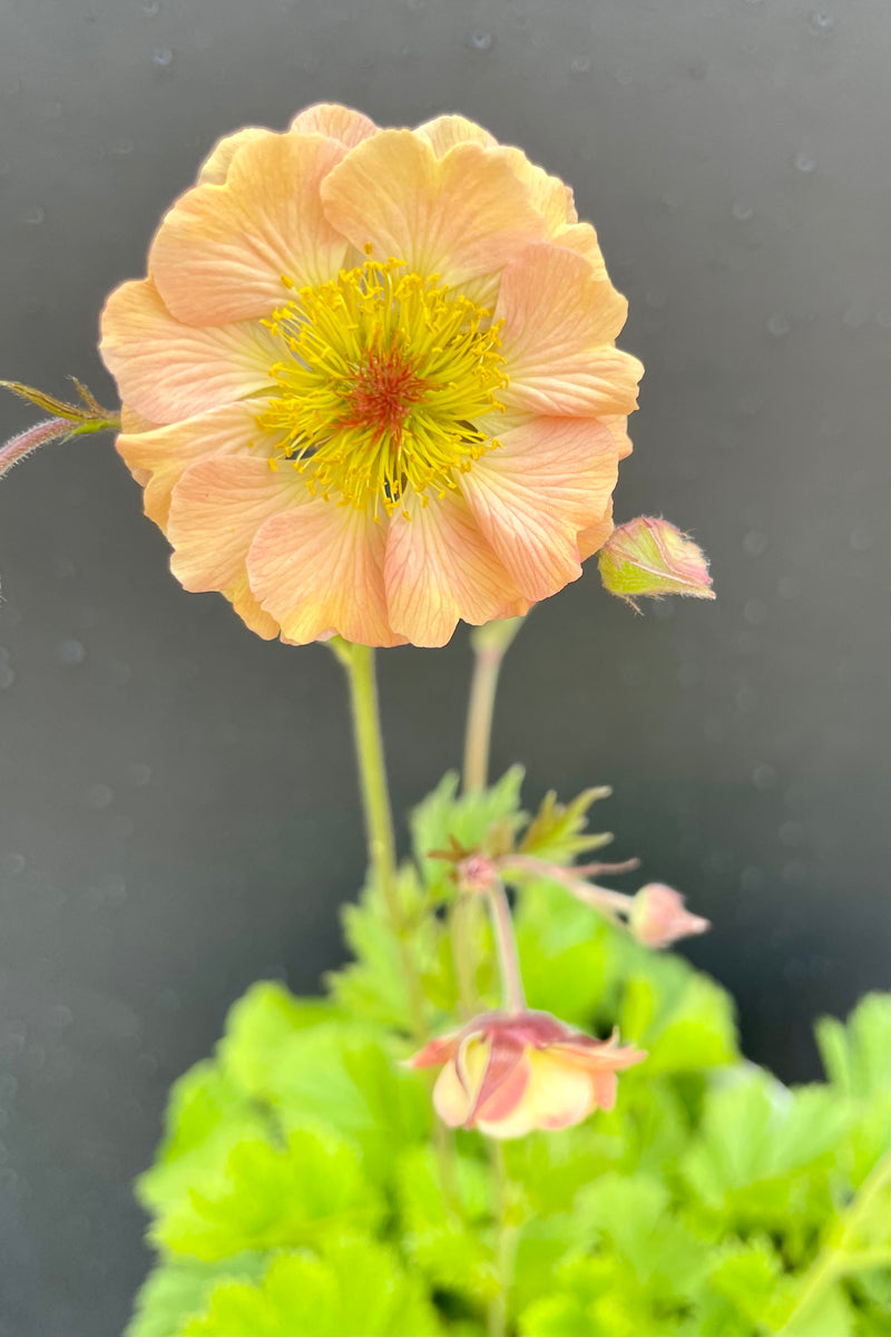 The Geum 'Mai Tai' flower in bloom middle of May showing its peach petals and yellow center. 
