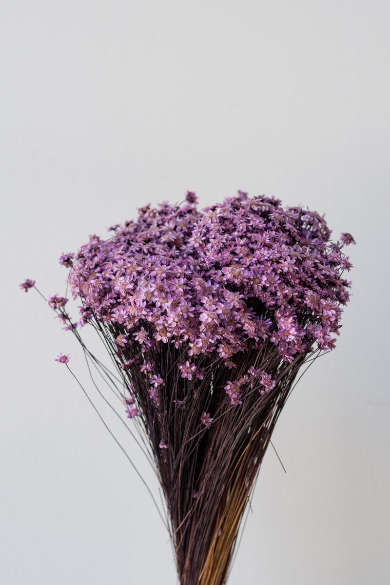 Preserved purple dried Glixia against a white background