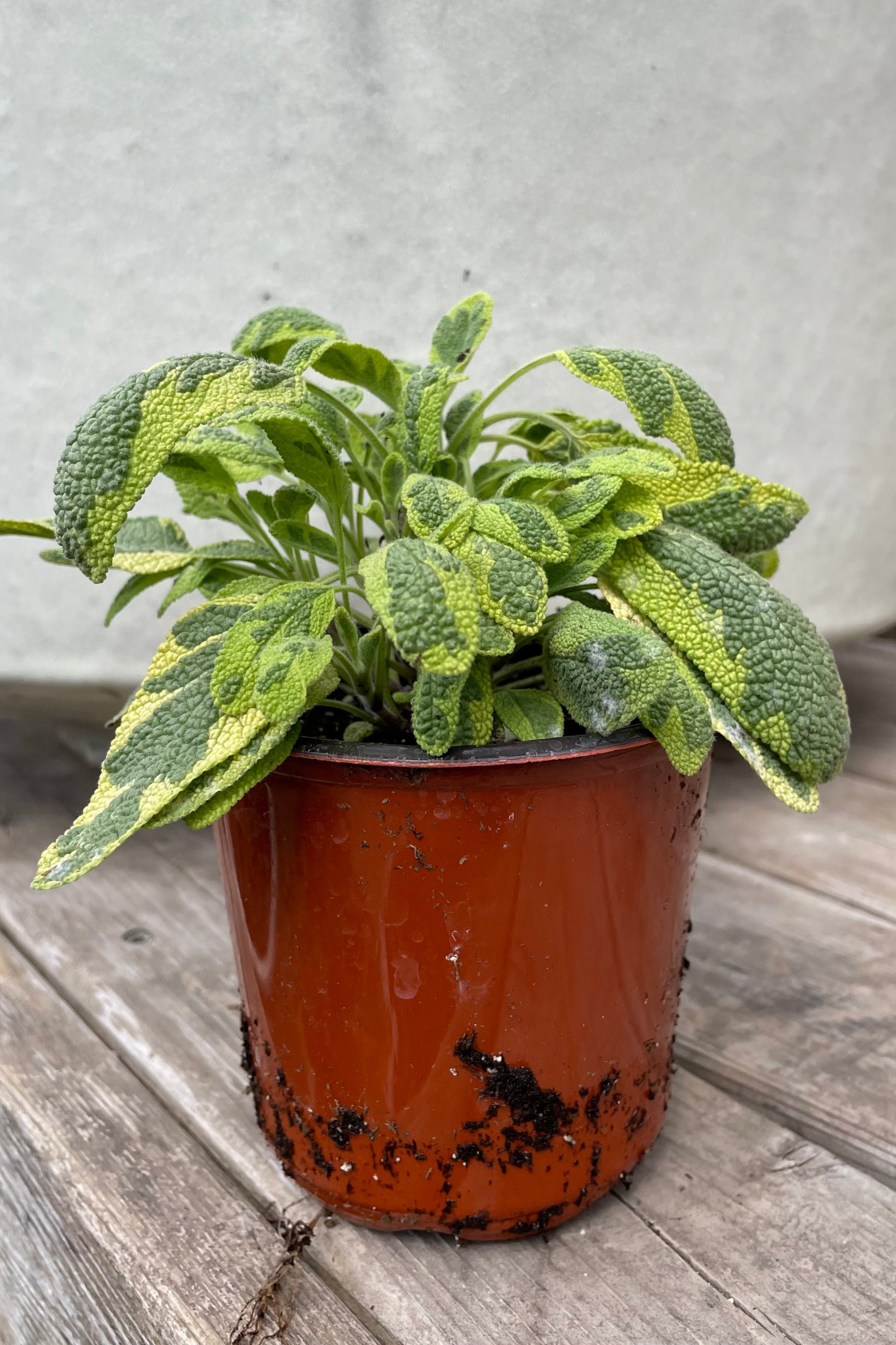 Golden Sage in a 3" growers pot in mid April showing the bright yellow and green leaves.  ©Sprout Home