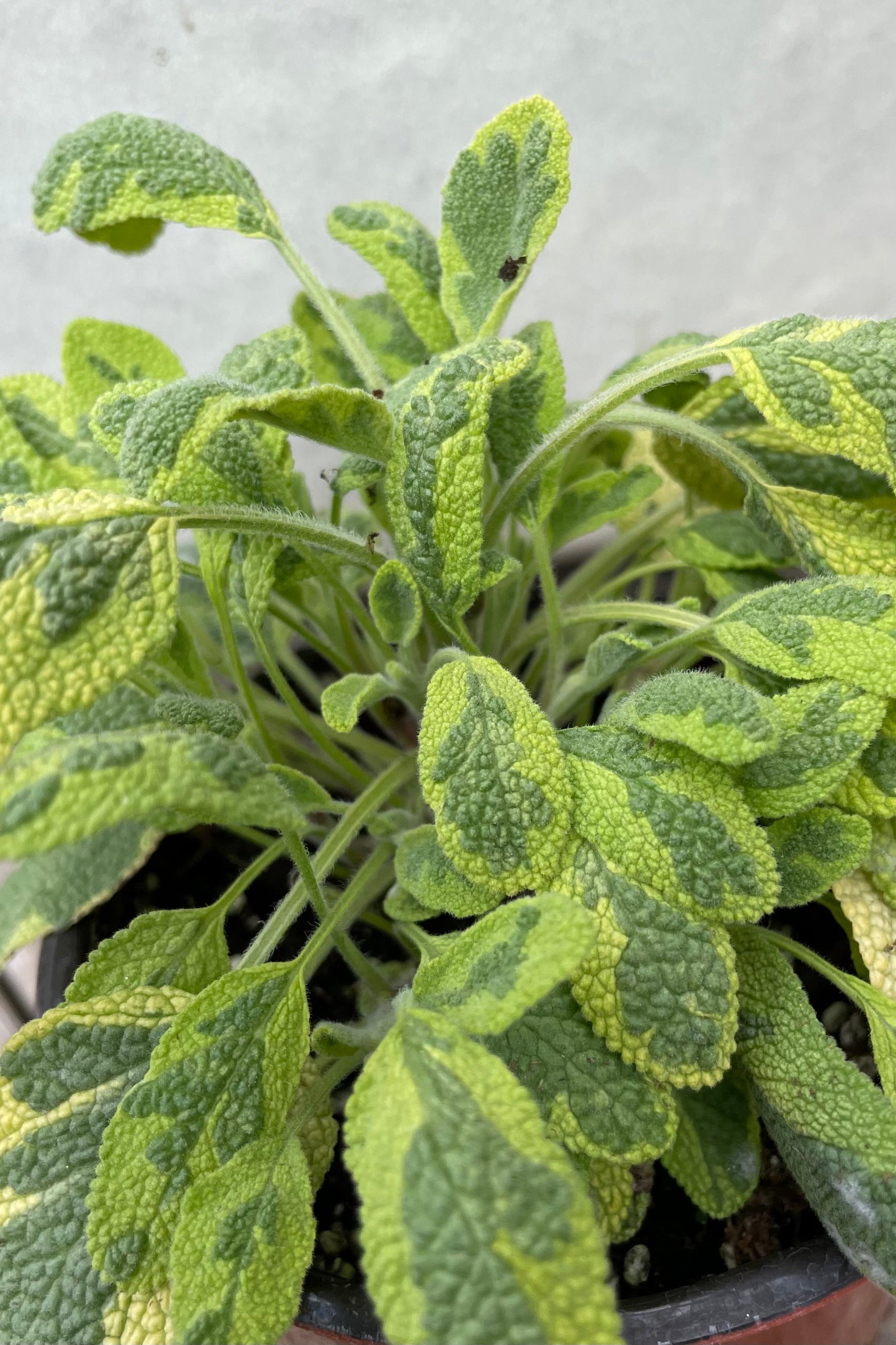 Golden Sage the middle of April showing the green and and yellow variegation on the leaves.  ©Sprout Home