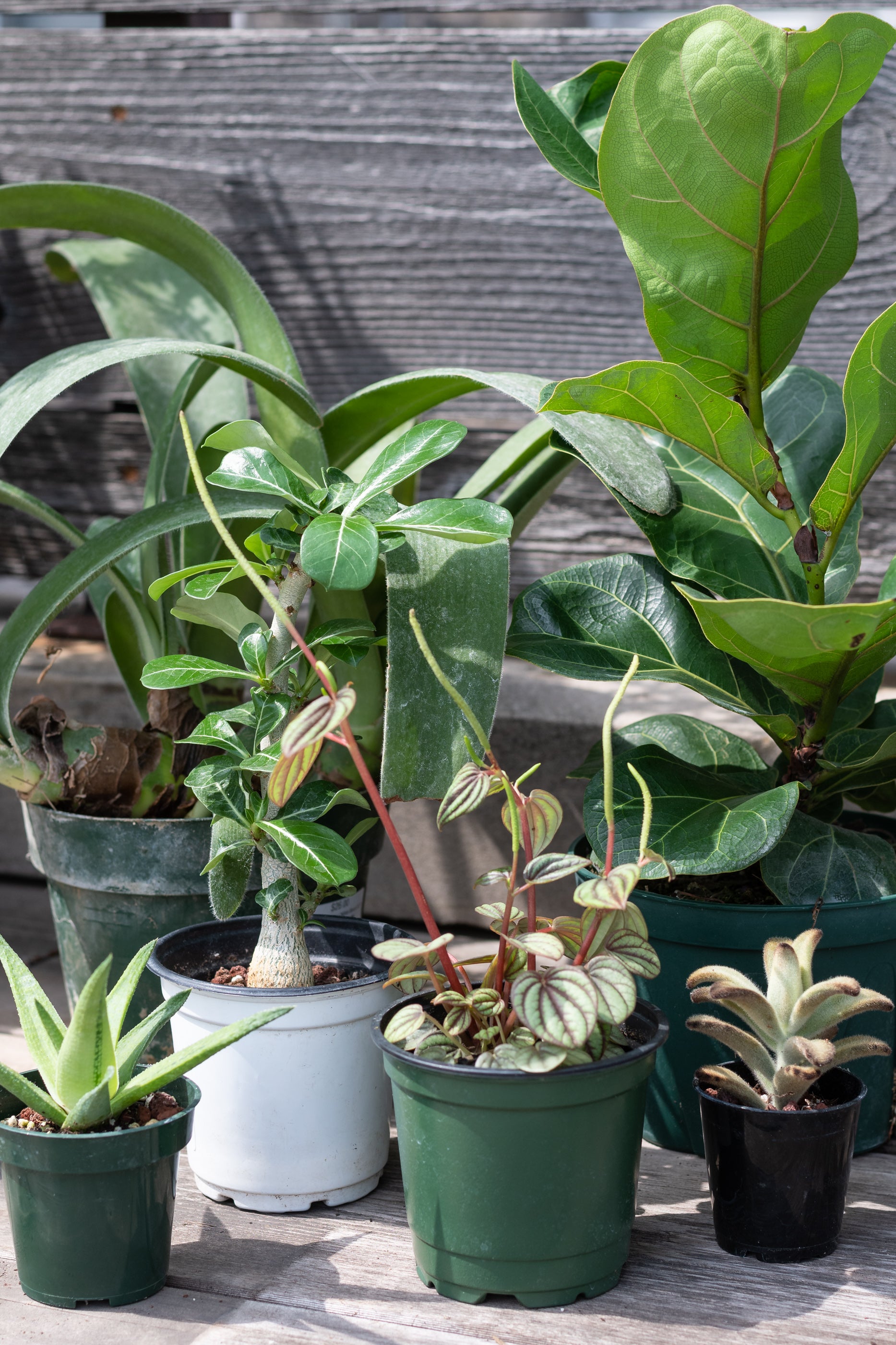 Sample photo of $100 full sun to part sun plant grab bag by Sprout Home #size_$100 Full sun to part sun