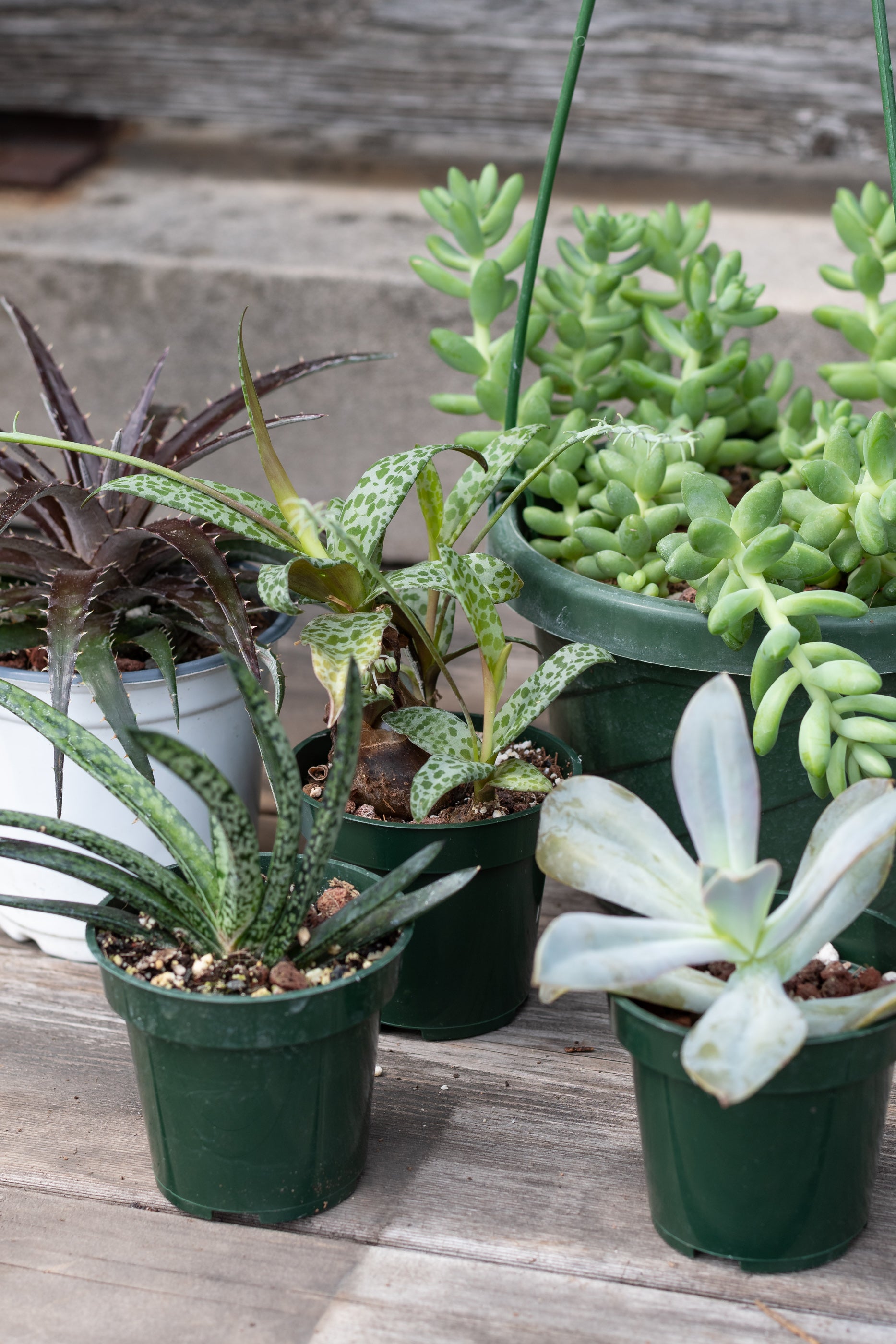 Sample photo of $60 full sun to part sun plant grab bag by Sprout Home #size_$60 Full sun to part sun