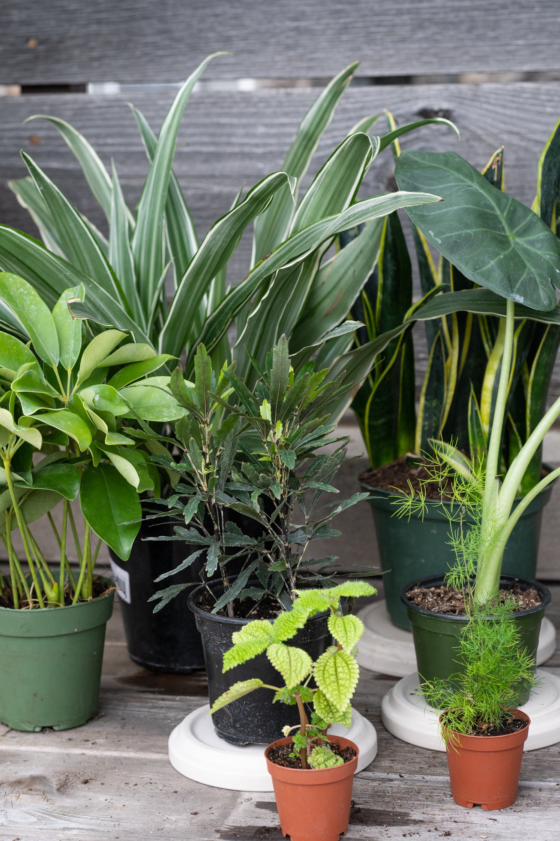 Sample photo of $100 full shade to part shade plant grab bag by Sprout Home #size_$100 Part shade to shade
