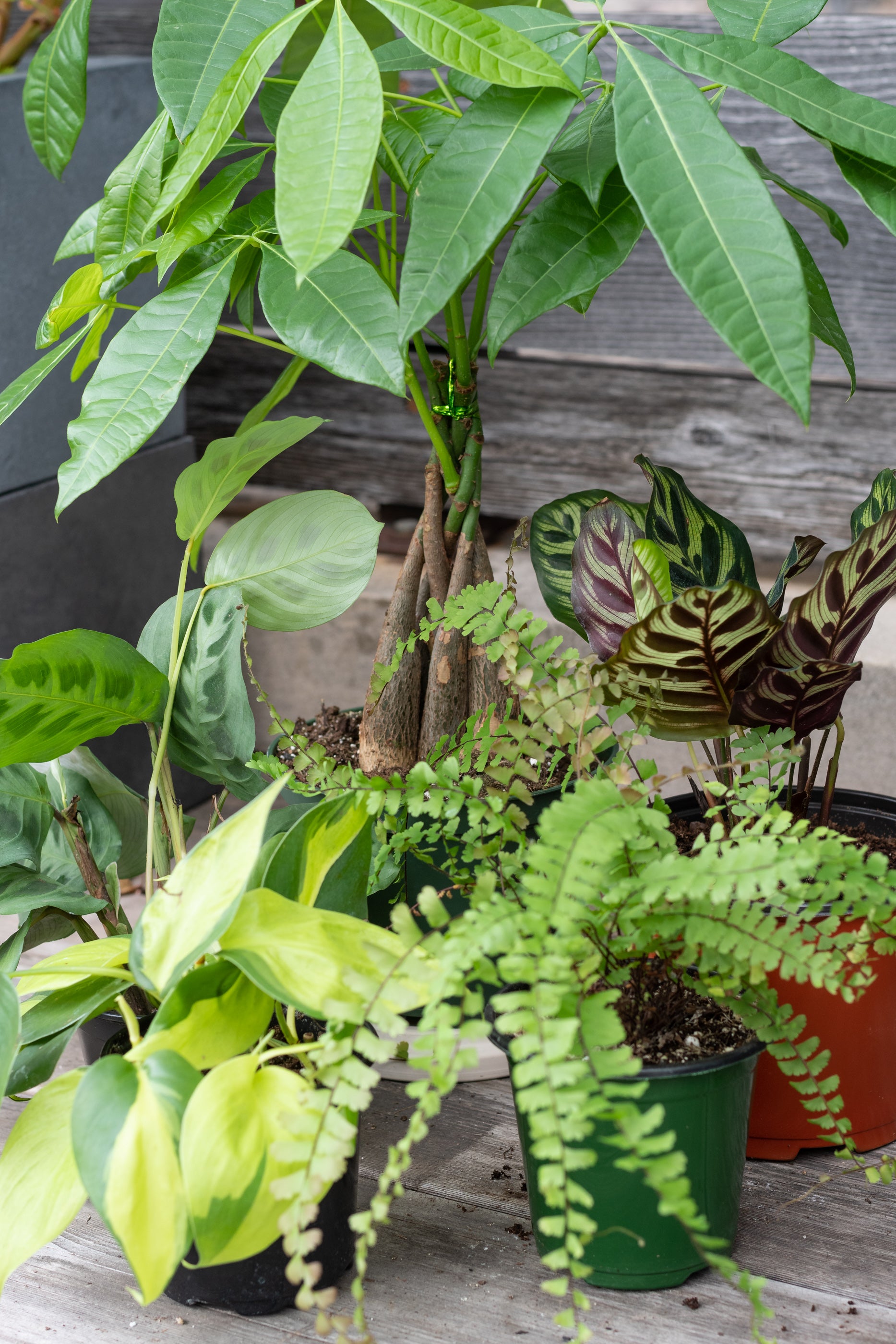 Sample photo of $100 full shade to part shade plant grab bag by Sprout Home #size_$100 Part shade to shade