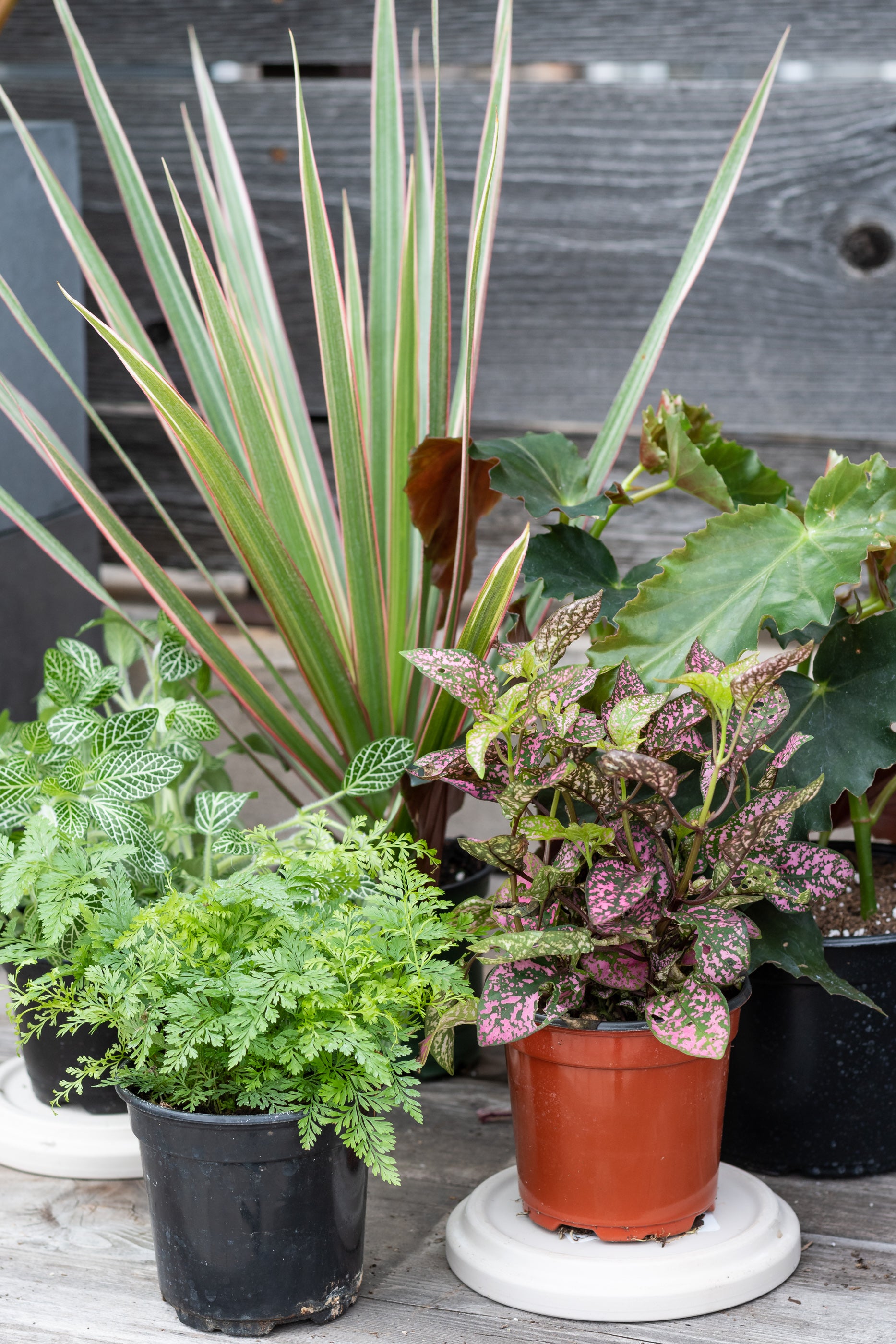 Sample photo of $60 full shade to part shade plant grab bag by Sprout Home #size_$60 Part shade to shade