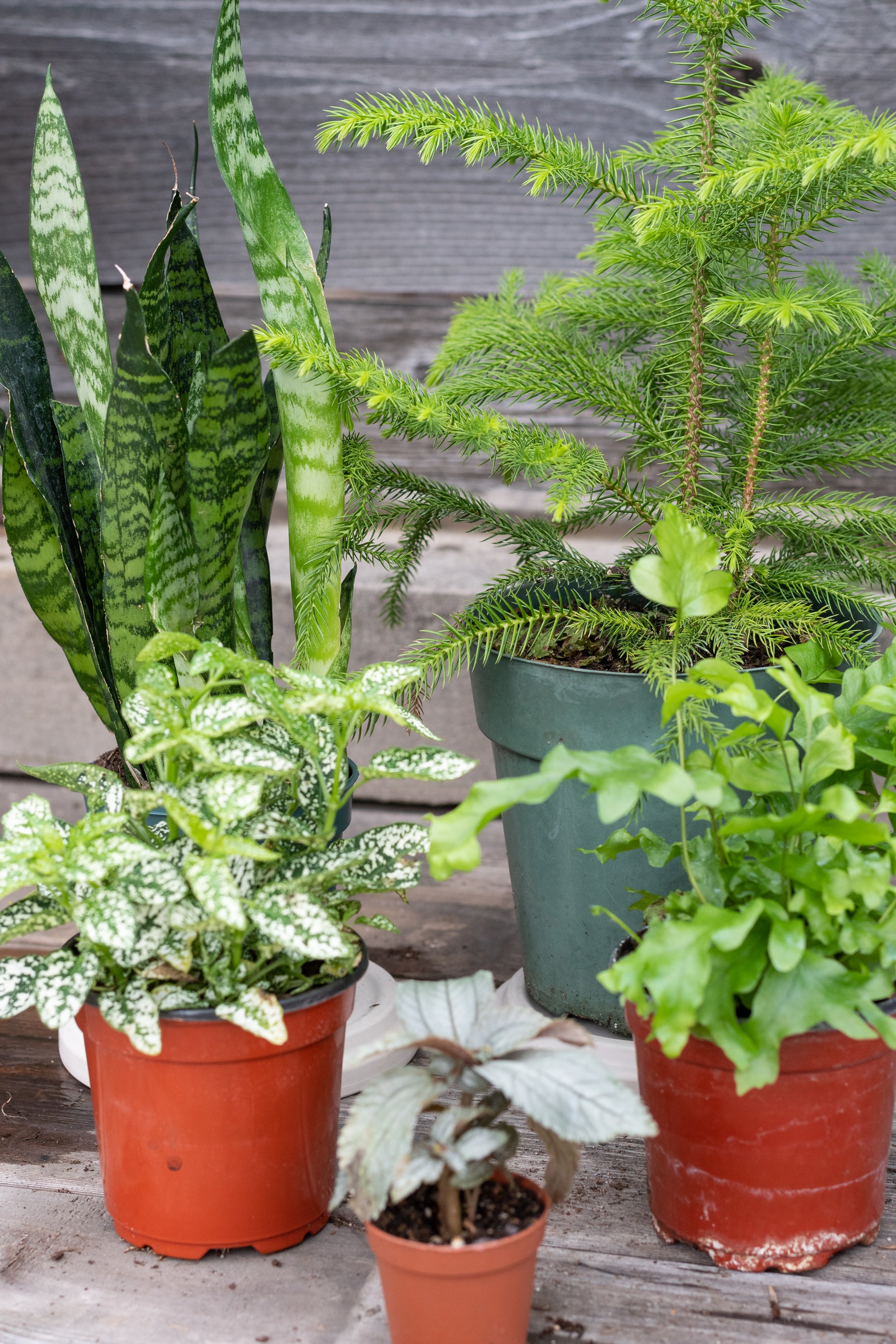 Sample photo of $60 full shade to part shade plant grab bag by Sprout Home #size_$60 Part shade to shade