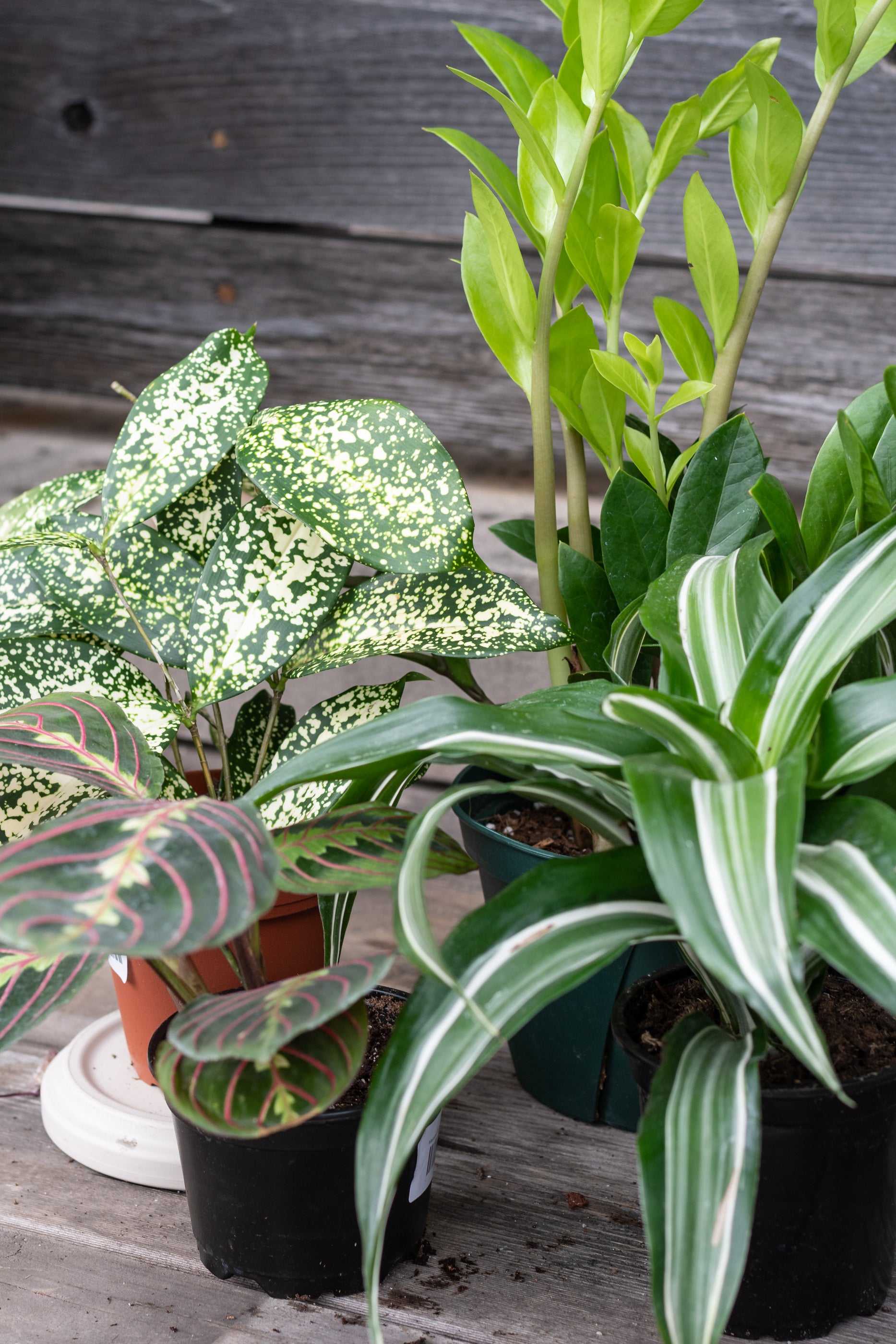Sample photo of $60 full shade to part shade plant grab bag by Sprout Home #size_$60 Part shade to shade