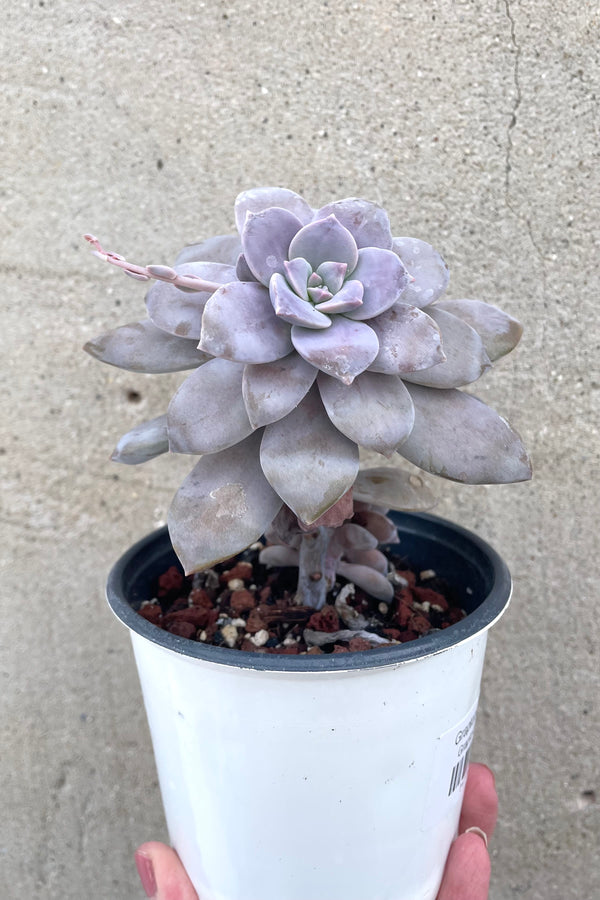 A hand holds Graptopetalum 4" in grow pot against concrete backdrop