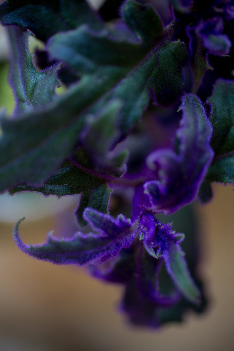 Purple Passion plant up close looking like purple velvet.
