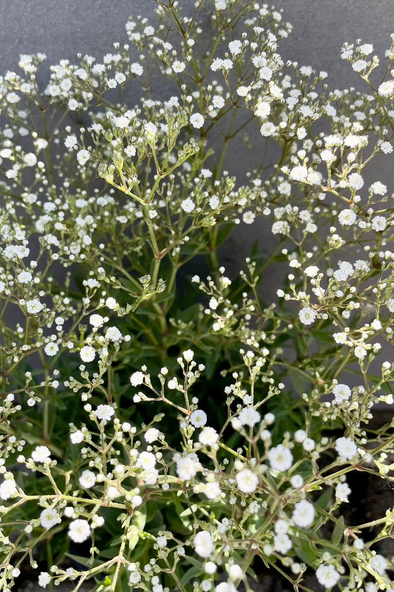 Gypsophila 'Summer Sparkles' in bloom with its tiny flowers the end of June at Sprout Home.