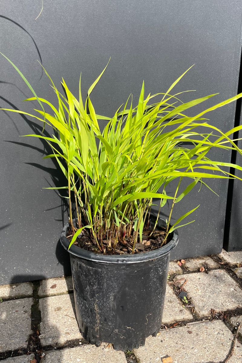 The striking yellow blades of the 'All Gold' Hakonechloa grass in a #1 growers pot at Sprout Home against. black background in mid too late May. 