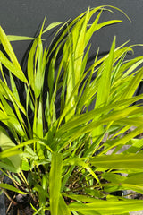 The vibrant yellow blades of the Hakonechloa 'All Gold' up close against a black background at Sprout Home.