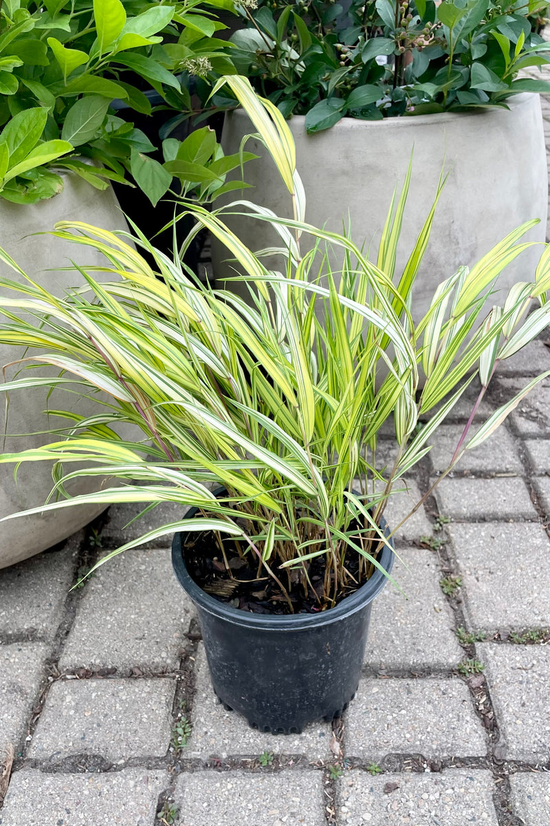 #1 container of Hakonechloa 'Aureola' showing the bright yellow and green arching foliage the beginning of July at Sprout Home.