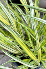 The bright green and yellow arching blades of foliage of Hakonechloa 'Aureola' grass the beginning of July at Sprout Home.