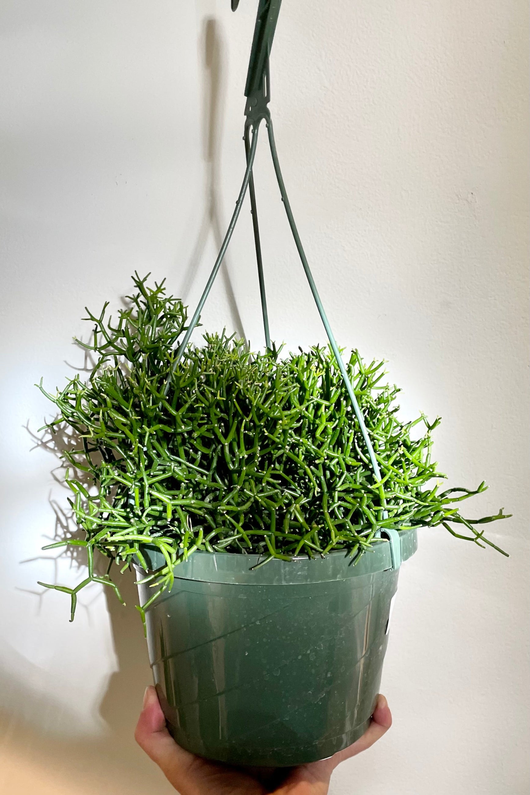 The Hatiora cylindrica in an 8" growers pot against a white wall.  ©Sprout Home