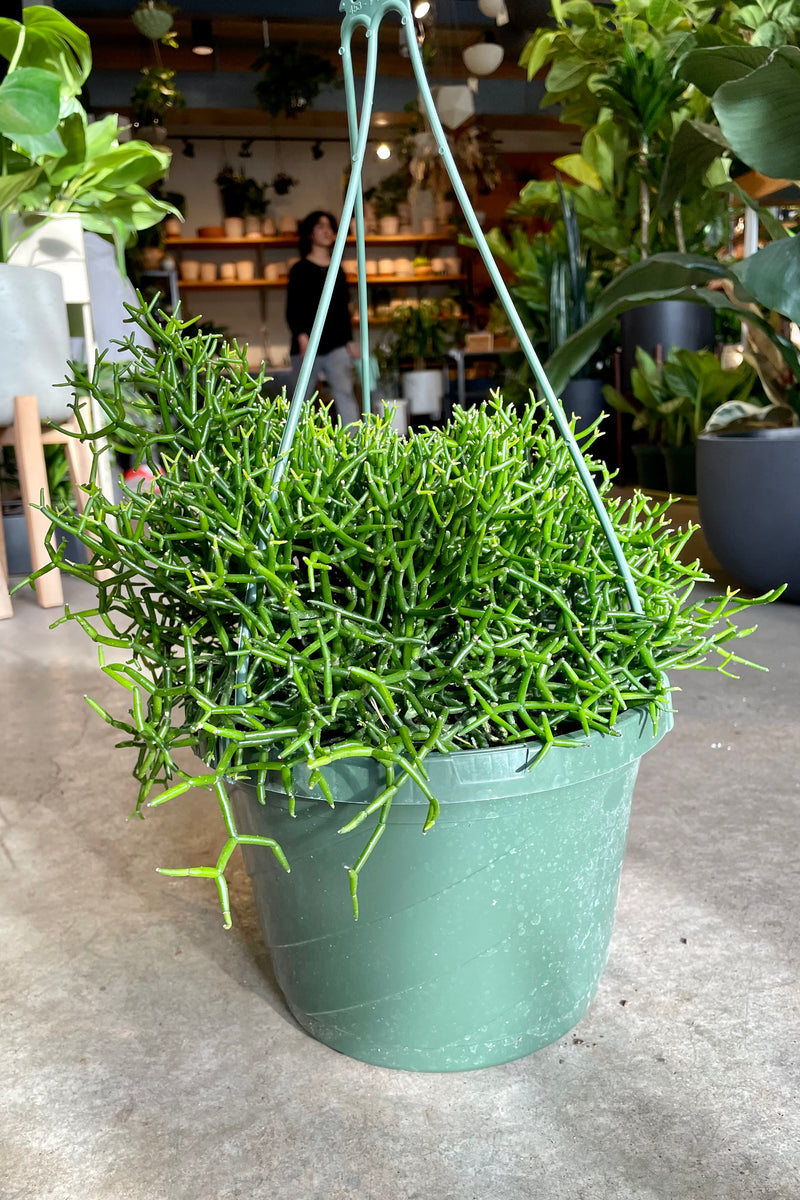 The Hatiora cylindrica in an 8" growers pot on a concrete floor at Sprout Home. 
