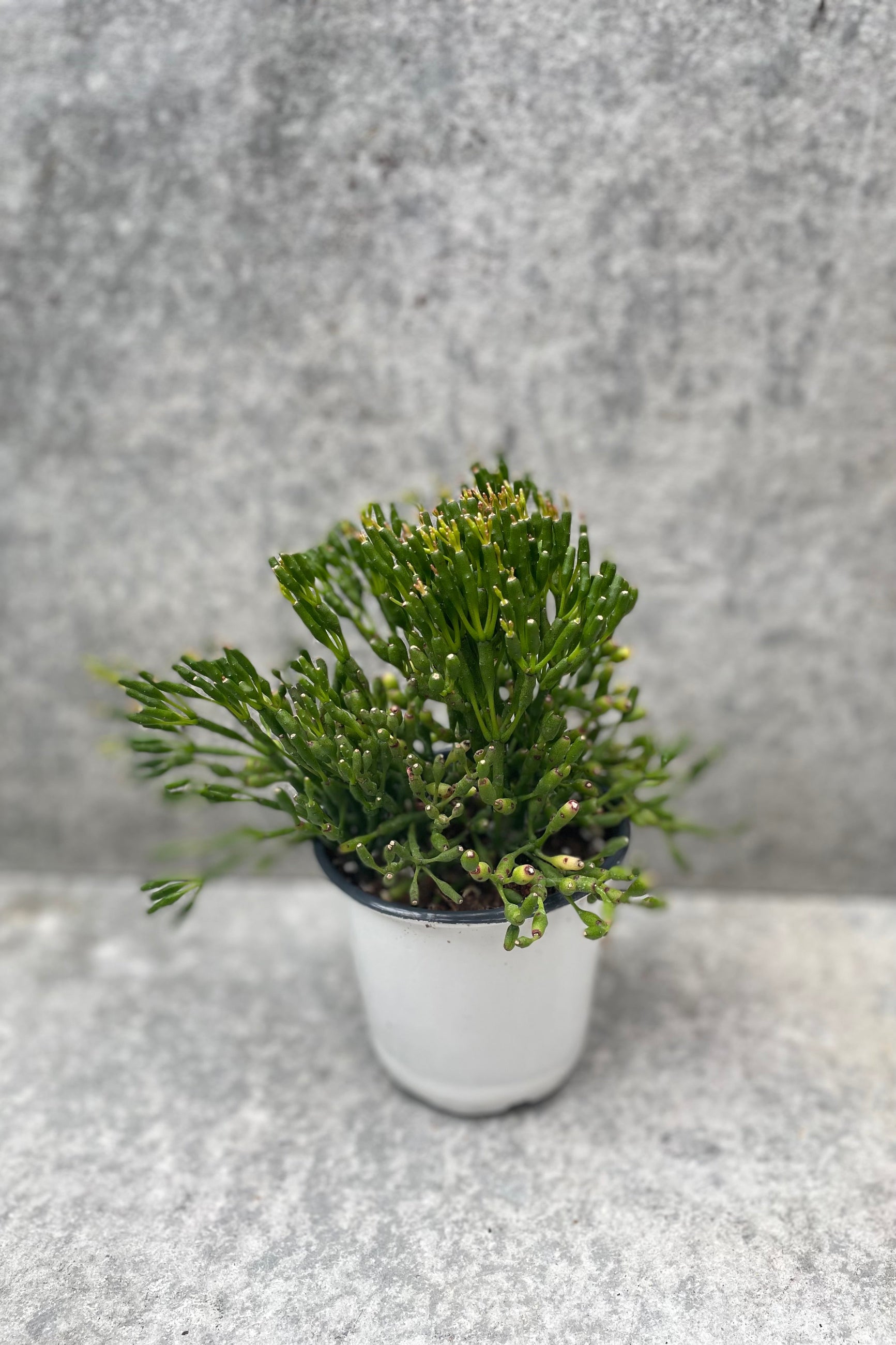 Hatiora salicornioides in a 4" pot against a grey wall.  ©Sprout Home