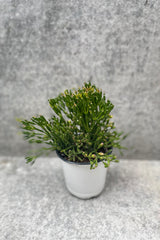 Hatiora salicornioides in a 4" pot against a grey wall. 