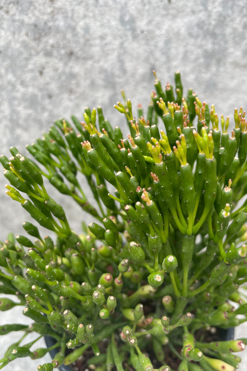 Detail shot of the Hatiora salicornioides plant