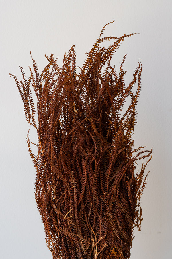 Dried brown Helecho bunch against a white background