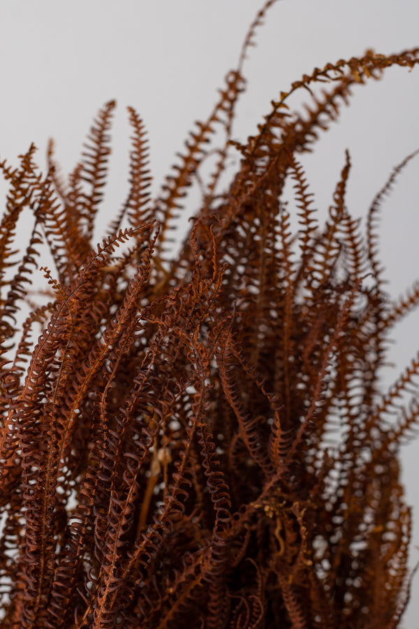 Close up of dried brown Helecho bunch against a white background