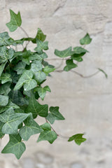 Hedera helix "English Ivy" 6" detail of green english ivy leaves against a grey wall