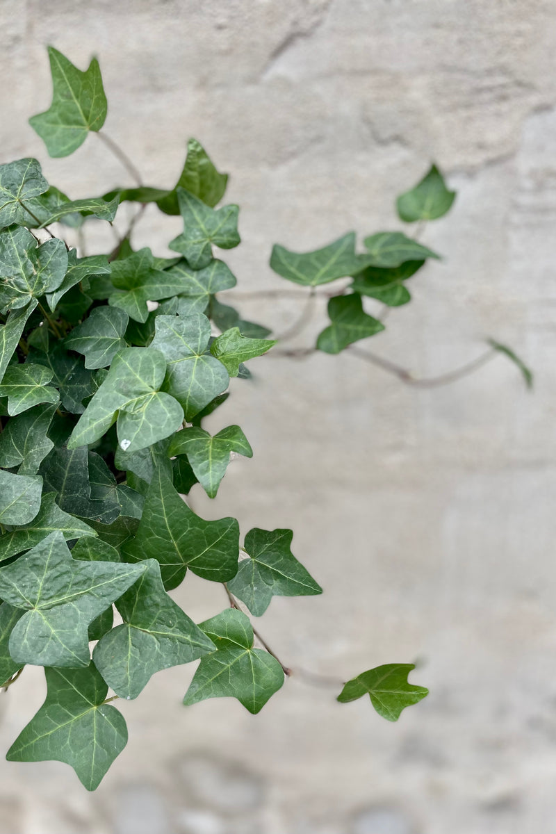 Hedera helix "English Ivy" 6" detail of green english ivy leaves against a grey wall