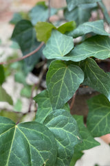 Close up of Hedera algeriensis "Algerian Ivy" leaves